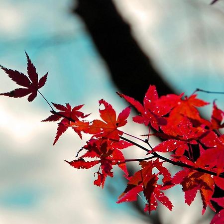Stay Sakura Kyoto Nijo Seasons Экстерьер фото