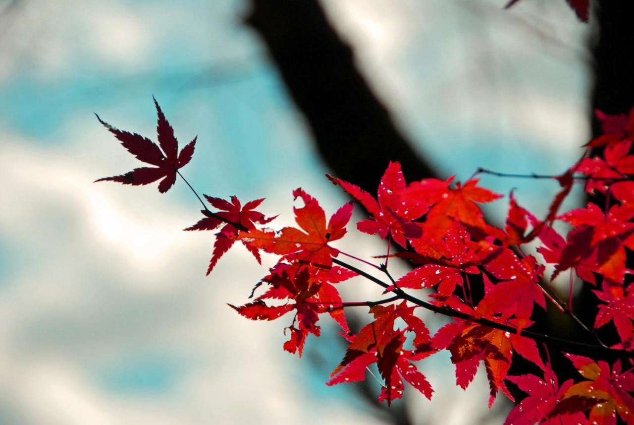 Stay Sakura Kyoto Nijo Seasons Экстерьер фото